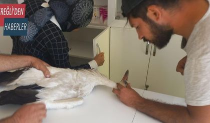 Konya’da yaralı bulunan leylek tedavi altına alındı