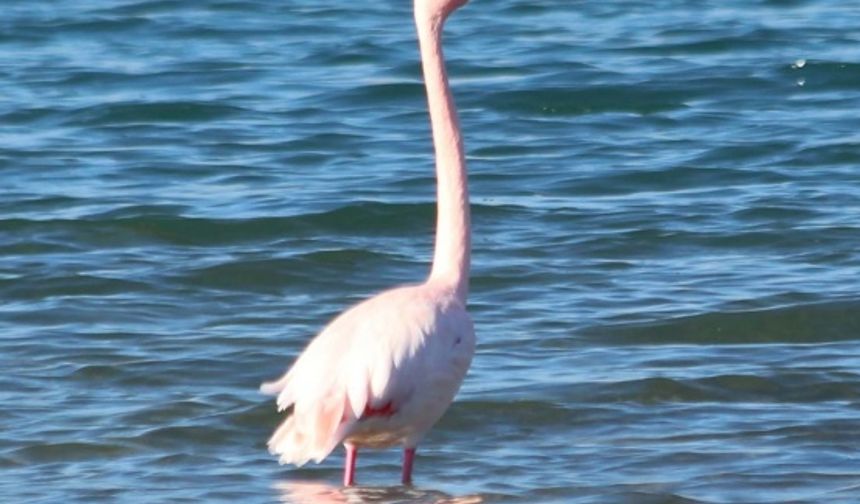 Allı Turnalar ve flamingolar ivriz barajı